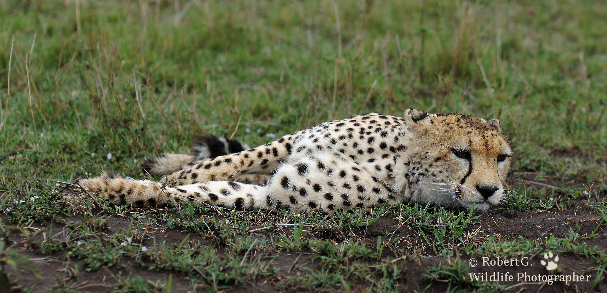 Sony SLT-A77 + Minolta/Sony AF 70-200mm F2.8 G sample photo. Relaxed cheetah photography