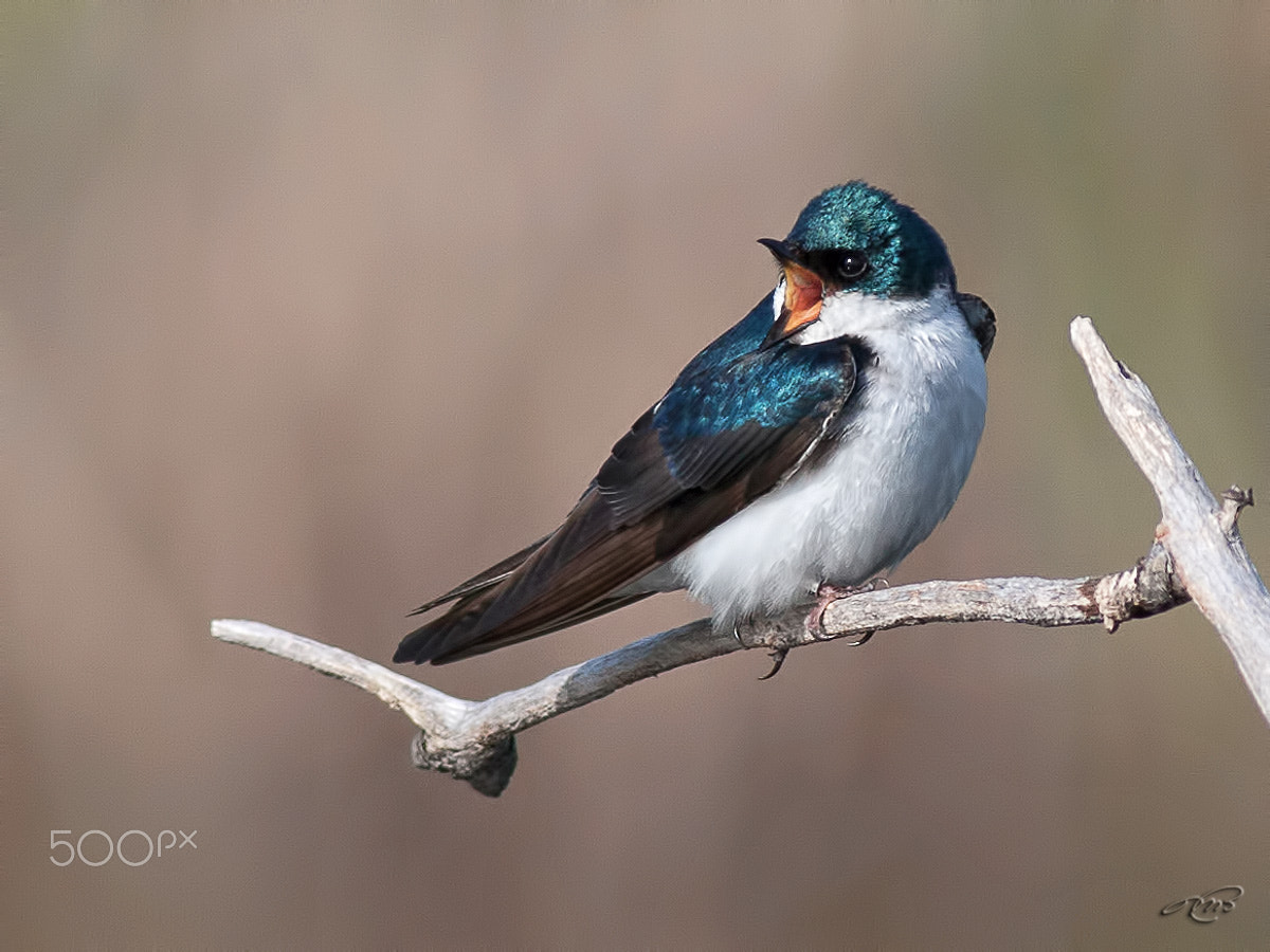 Canon EOS 40D + Canon EF 400mm F5.6L USM sample photo. Tree swallow photography