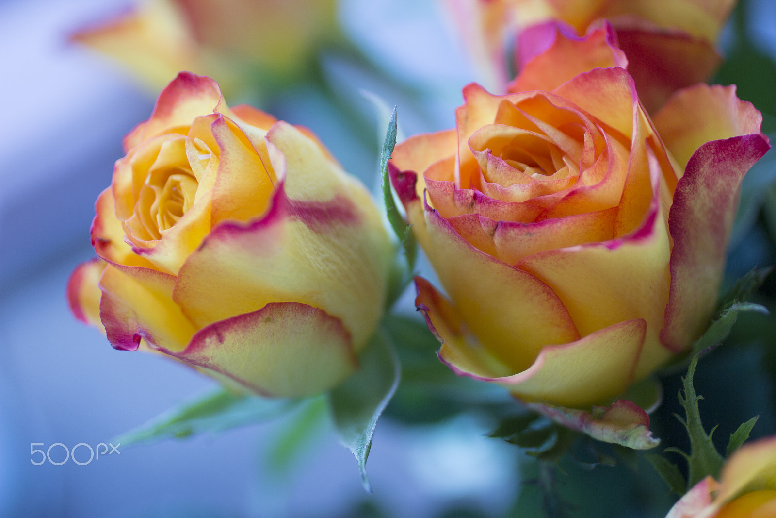 Canon EOS 600D (Rebel EOS T3i / EOS Kiss X5) + Canon EF 50mm F2.5 Macro sample photo. Oh, roses photography