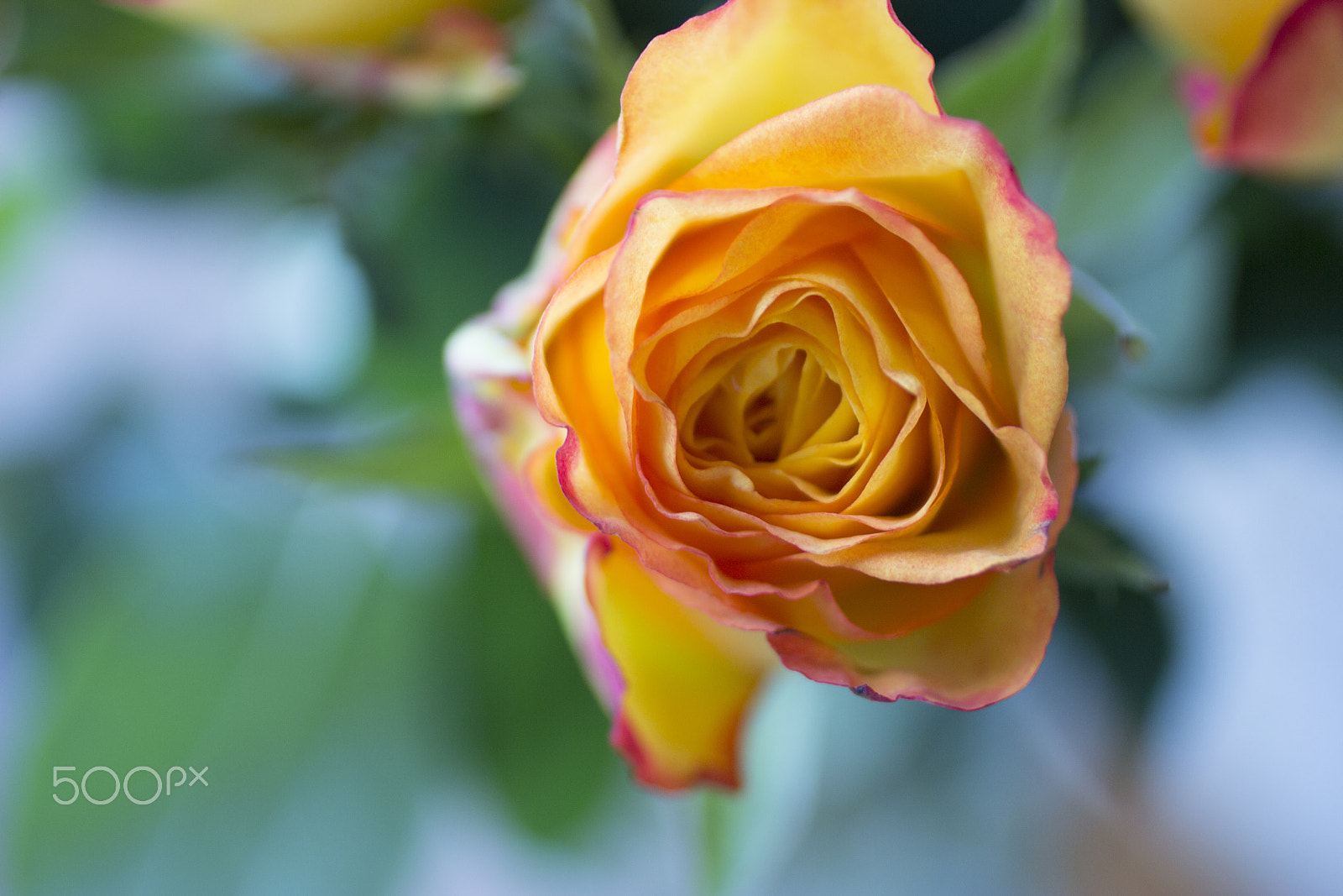 Canon EF 50mm F2.5 Macro sample photo. Oh, roses photography