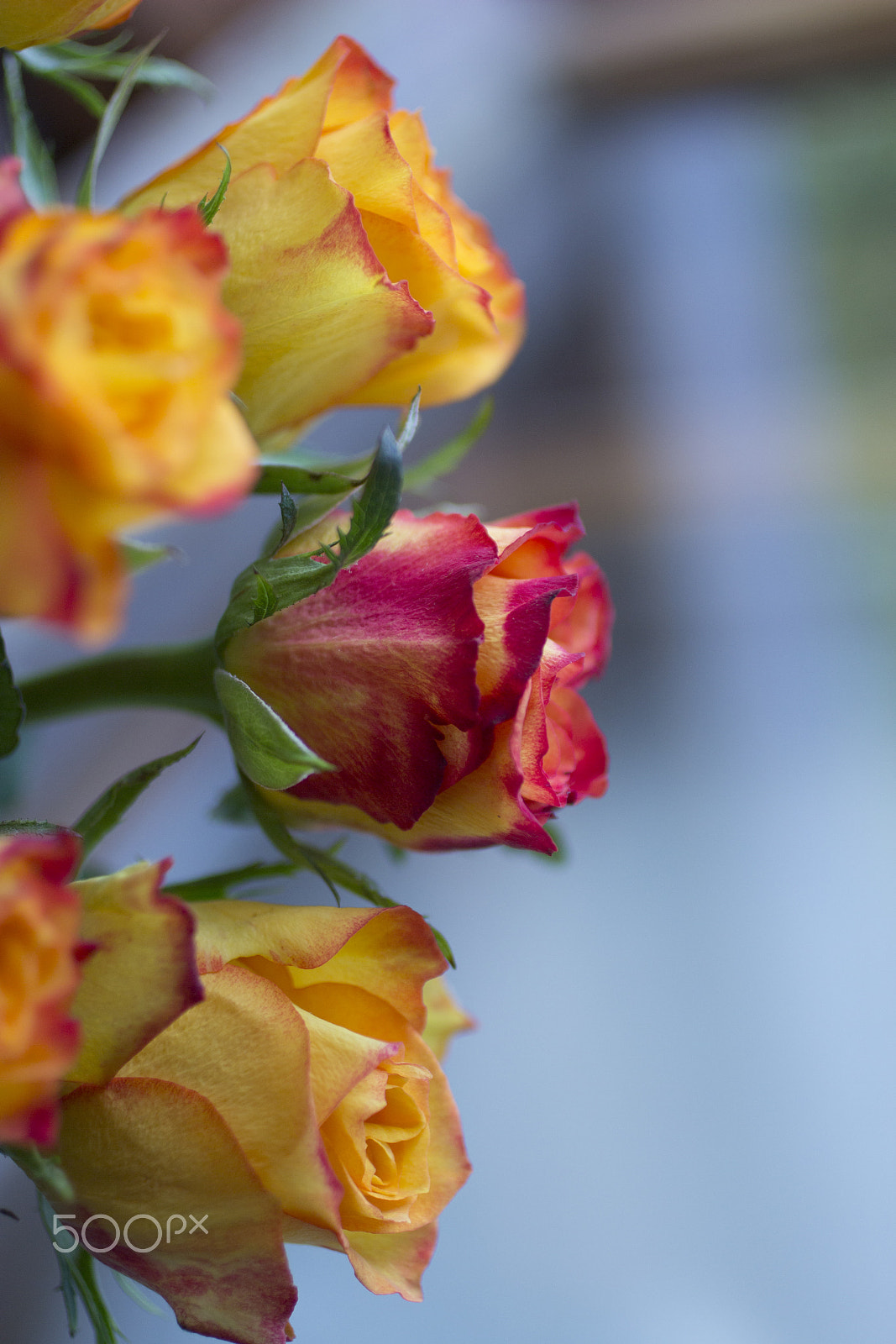 Canon EOS 600D (Rebel EOS T3i / EOS Kiss X5) + Canon EF 50mm F2.5 Macro sample photo. Oh, roses photography