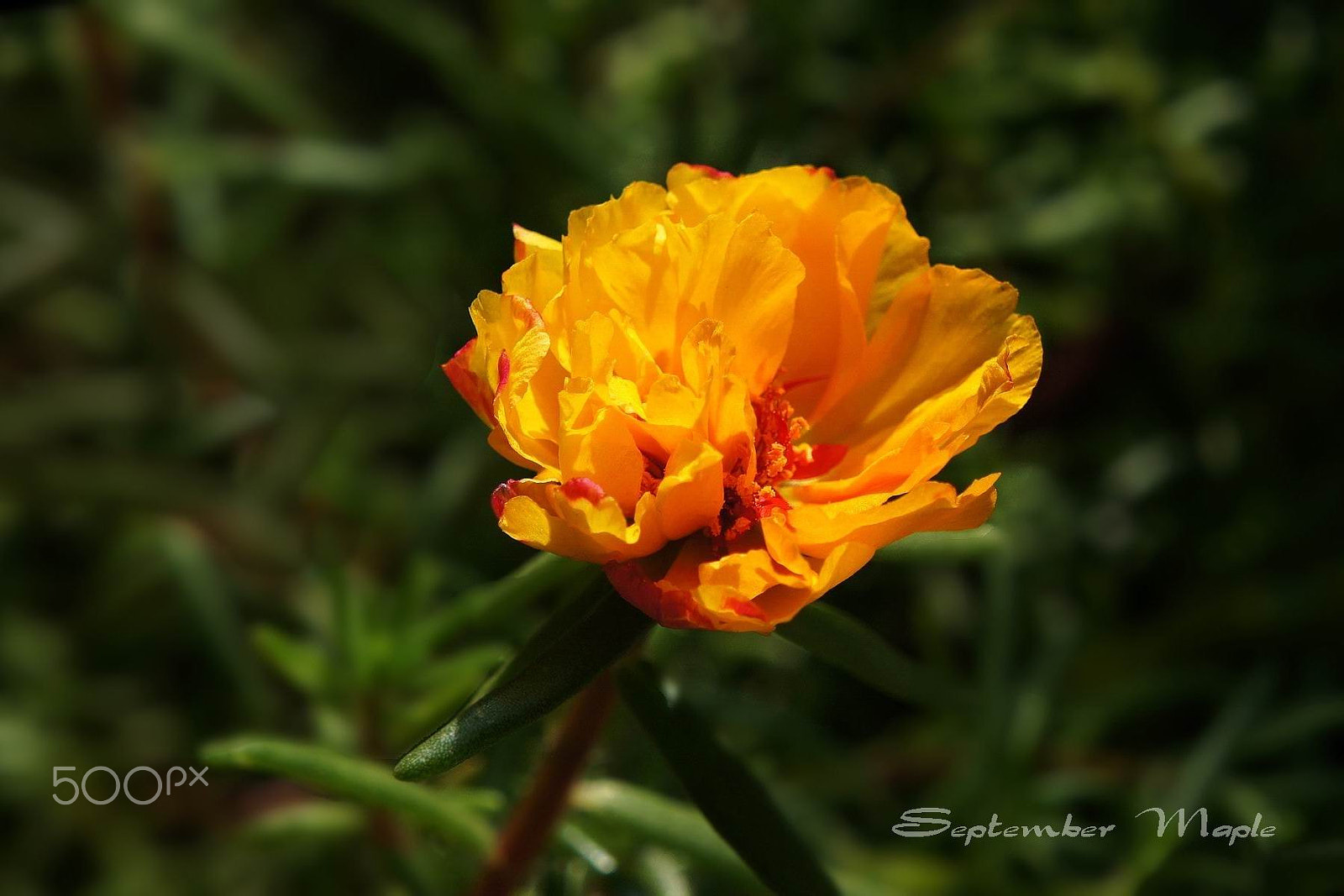 Sony NEX-5C sample photo. 金色花马齿笕 1 photography