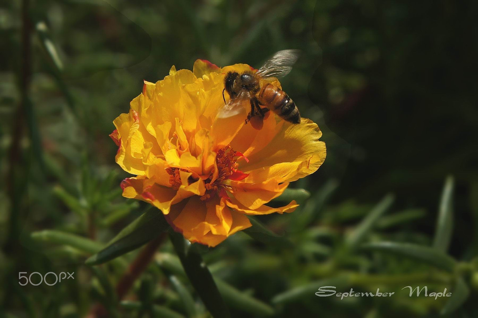 Sony NEX-5C sample photo. 金色花马齿笕 2 photography