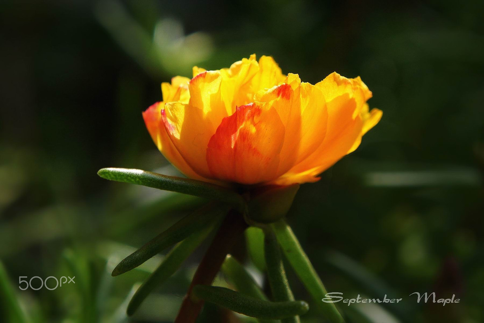 Sony NEX-5C sample photo. 金色花马齿笕 3 photography