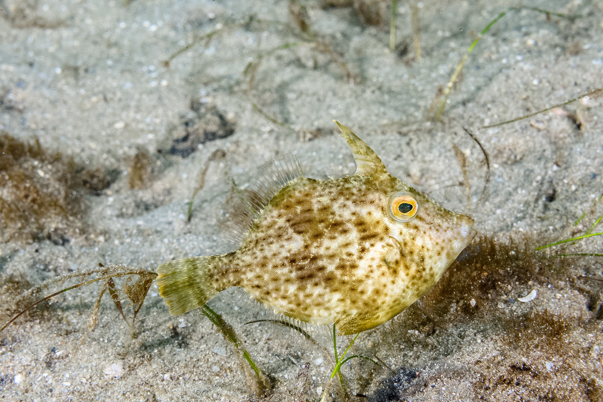 Nikon AF-S Micro-Nikkor 60mm F2.8G ED sample photo. Planehead filefish photography