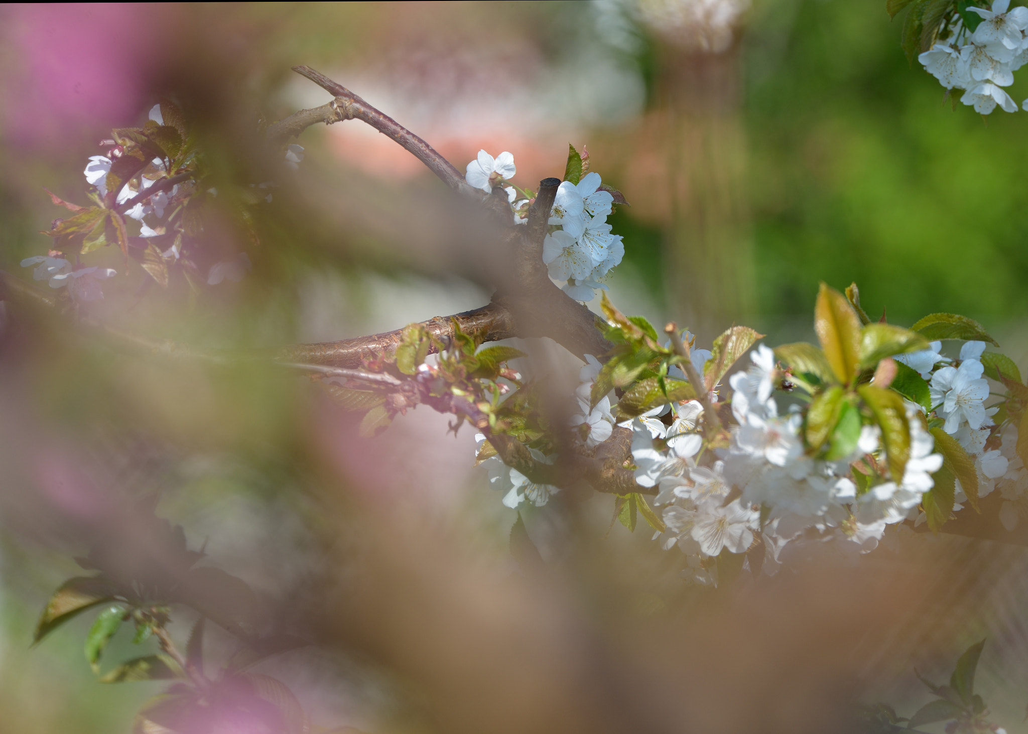 Nikon D600 sample photo. Early spring photography