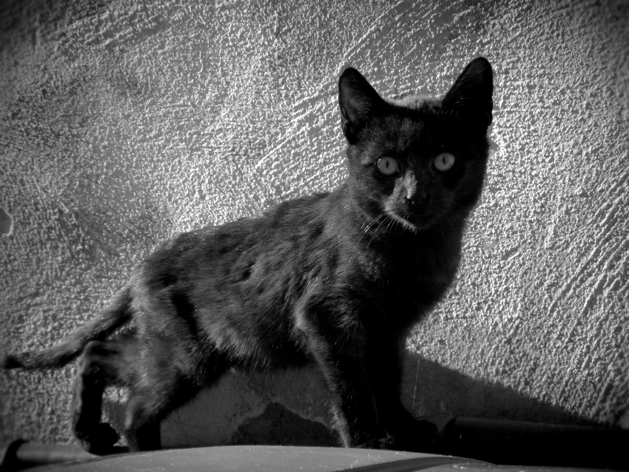 Ricoh CX5 sample photo. Streetcat in malaga photography