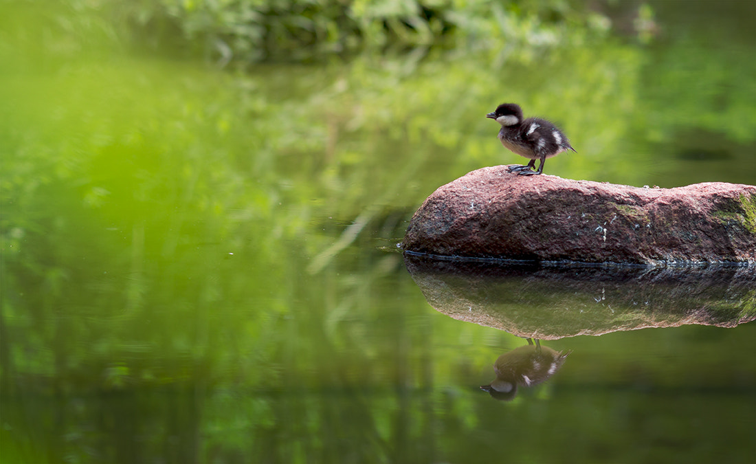 Canon EOS 700D (EOS Rebel T5i / EOS Kiss X7i) + Canon EF 135mm F2L USM sample photo. Taking to the water photography