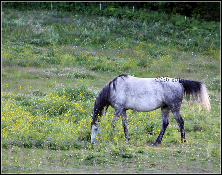 Canon EOS 700D (EOS Rebel T5i / EOS Kiss X7i) + Tamron AF 28-75mm F2.8 XR Di LD Aspherical (IF) sample photo. ~a horse of course~ photography