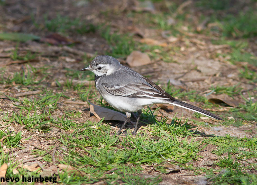 Canon EOS 7D + Canon EF 200mm F2.8L II USM sample photo. Winter bird photography