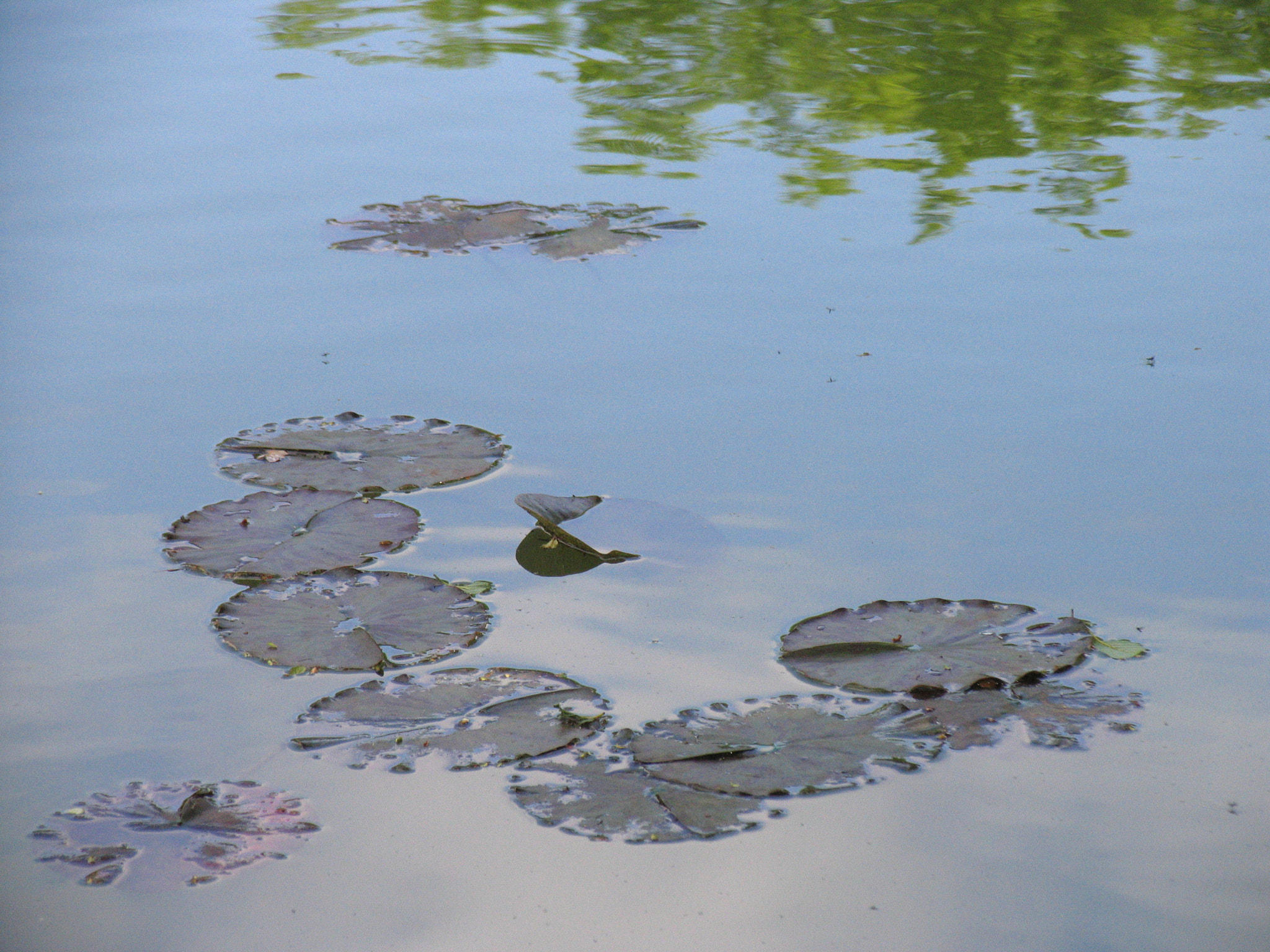 Canon POWERSHOT PRO1 sample photo. Still water and the sky photography