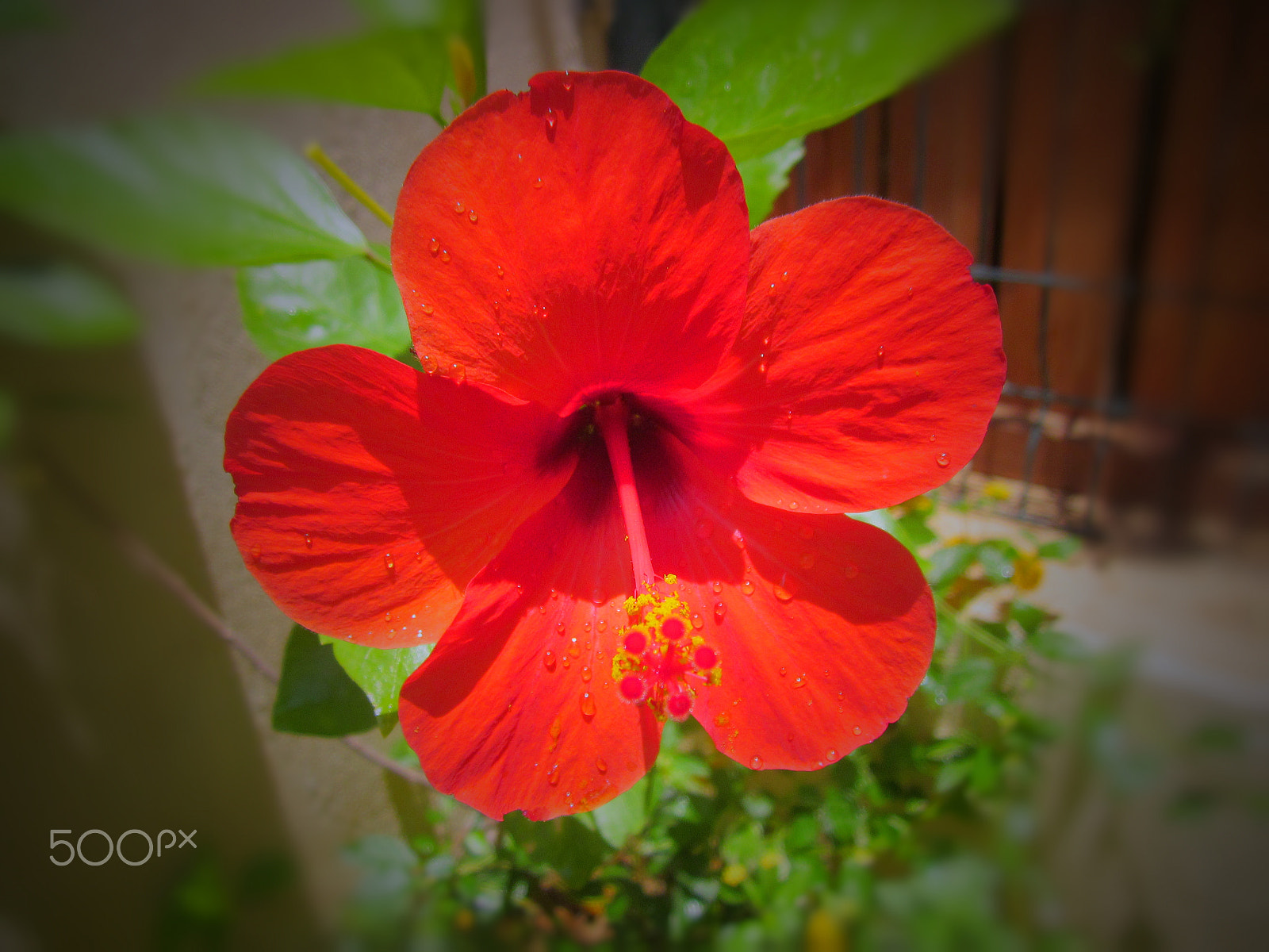 Canon PowerShot A1200 sample photo. Red hibiscus photography