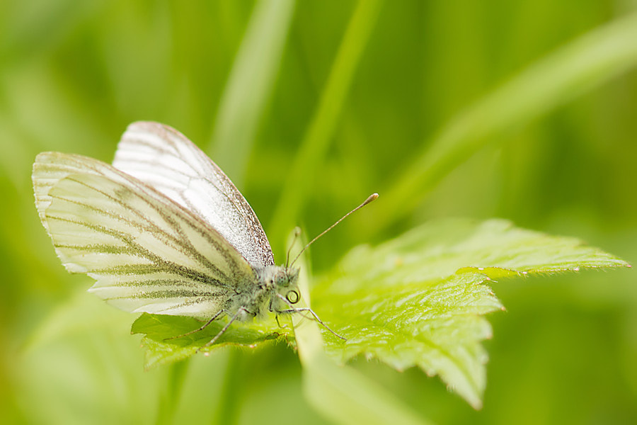 Canon EF 300mm F4L IS USM sample photo. Weissling photography