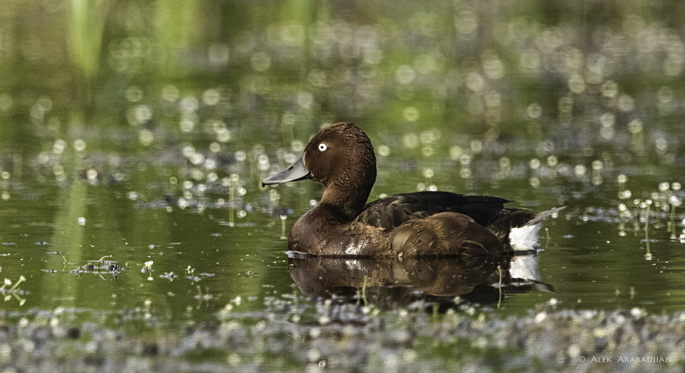 Nikon D500 + Nikon AF-S Nikkor 400mm F2.8E FL ED VR sample photo. The brown diver photography