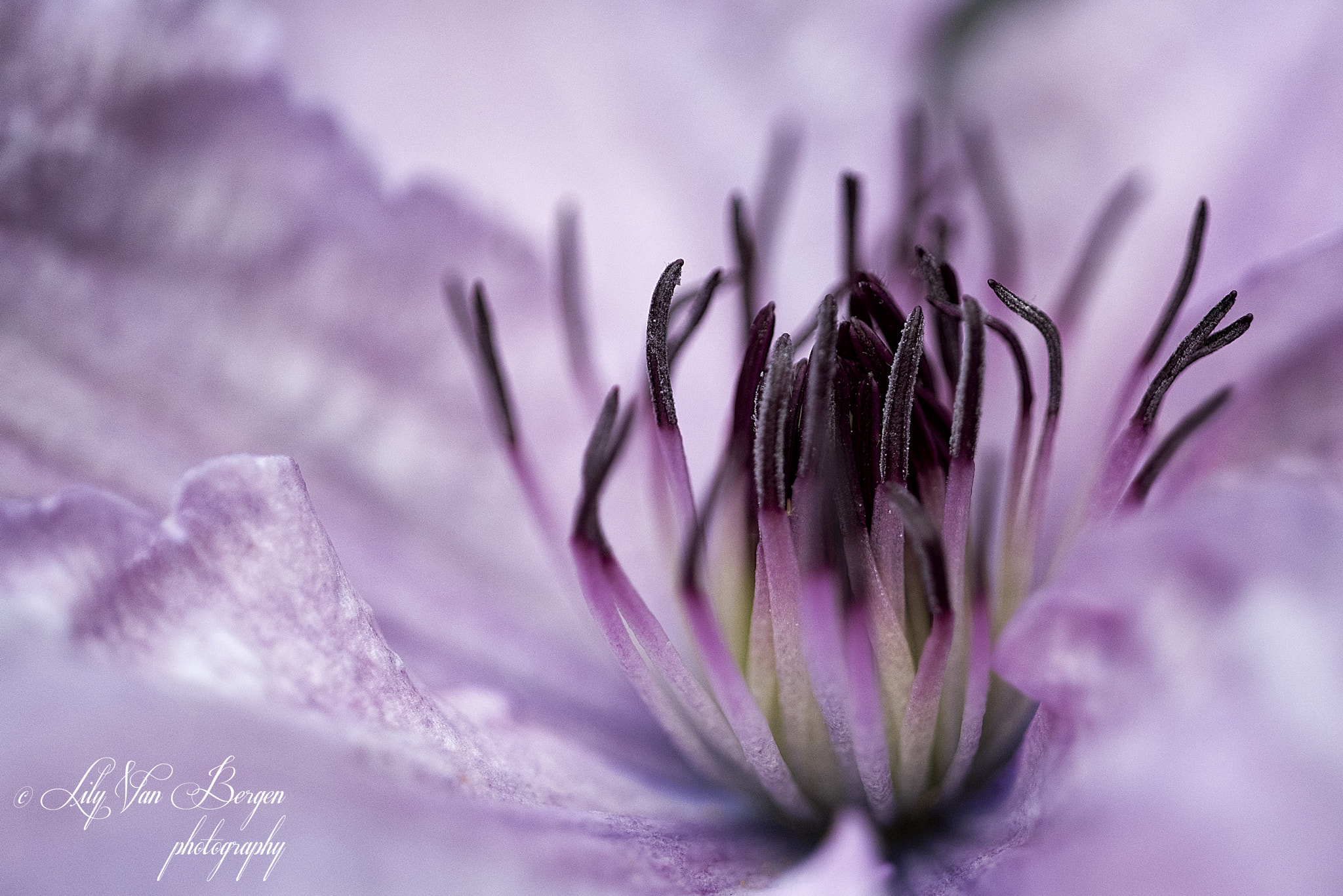 Sigma 150mm F2.8 EX DG Macro HSM sample photo. Clematis, purple delight. photography