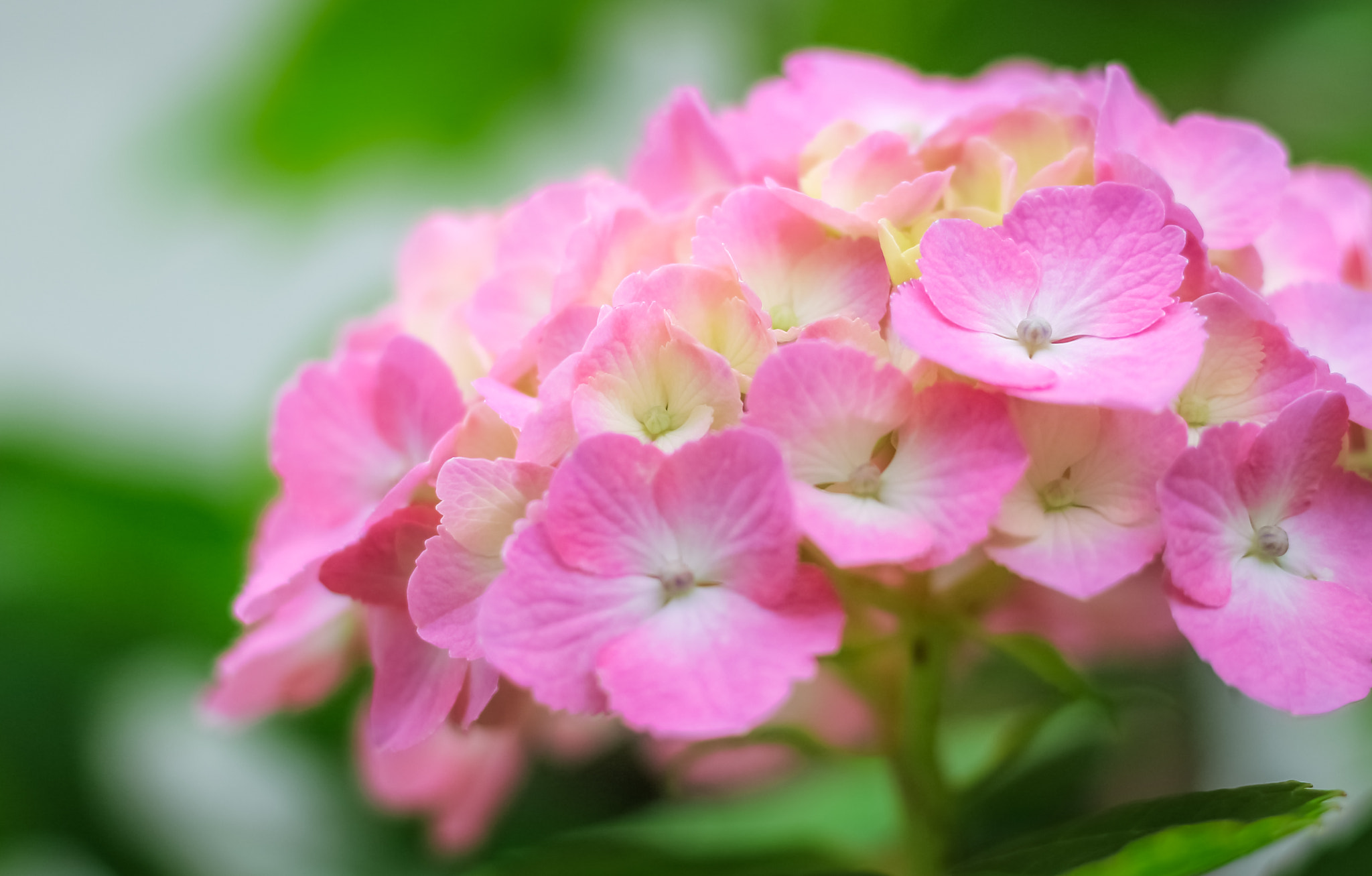 Canon EOS 650D (EOS Rebel T4i / EOS Kiss X6i) sample photo. Pink photography
