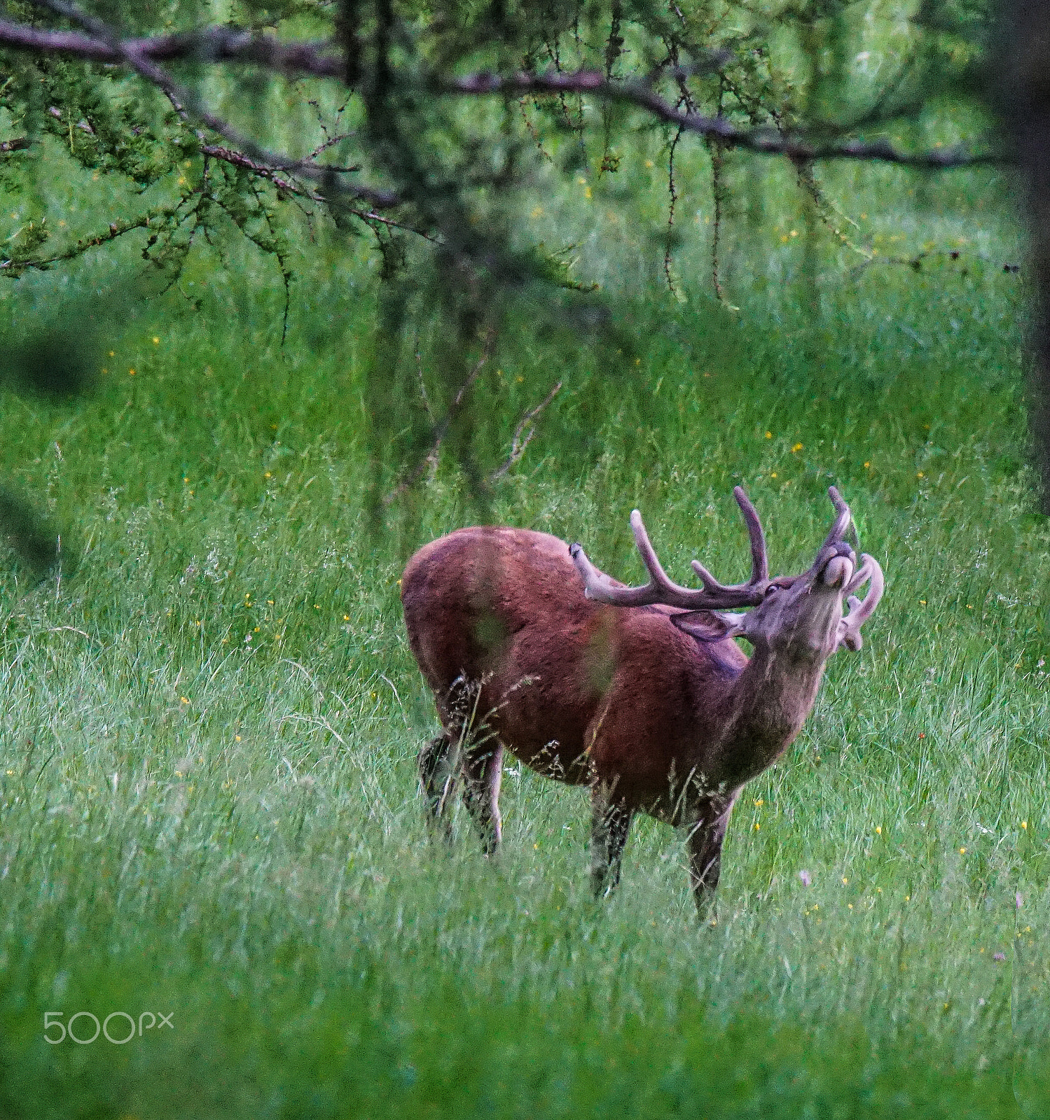 Sony a7 II + Tamron SP 150-600mm F5-6.3 Di VC USD sample photo. Palchi quasi pronti photography