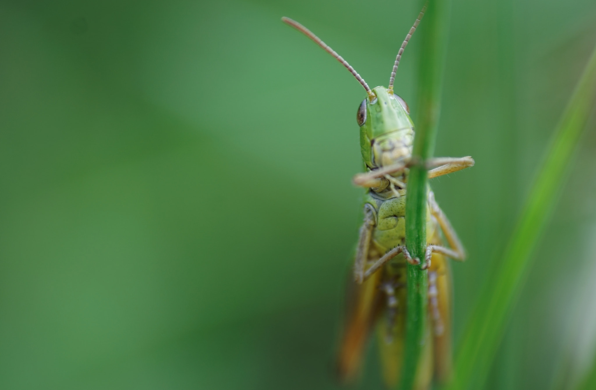Sony a6000 + Tokina EMZ M100 AF 100mm F3.5 sample photo. Macroaufnahme photography