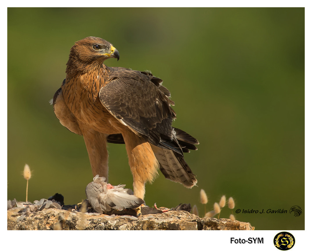 Canon EOS-1D X + Canon EF 200-400mm F4L IS USM Extender 1.4x sample photo. "Águila perdicera" lanviga photography