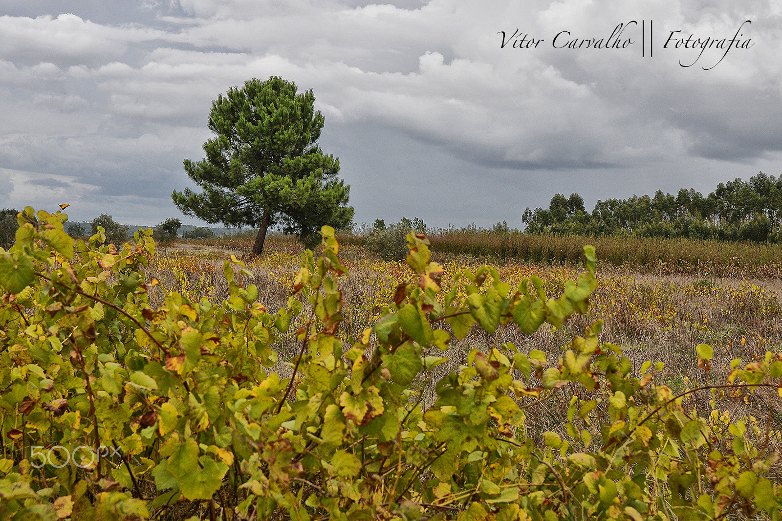 Nikon D300S sample photo. Campo photography