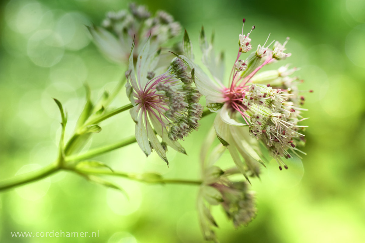 Sony SLT-A77 + Tamron SP AF 90mm F2.8 Di Macro sample photo. Wilted by rain photography