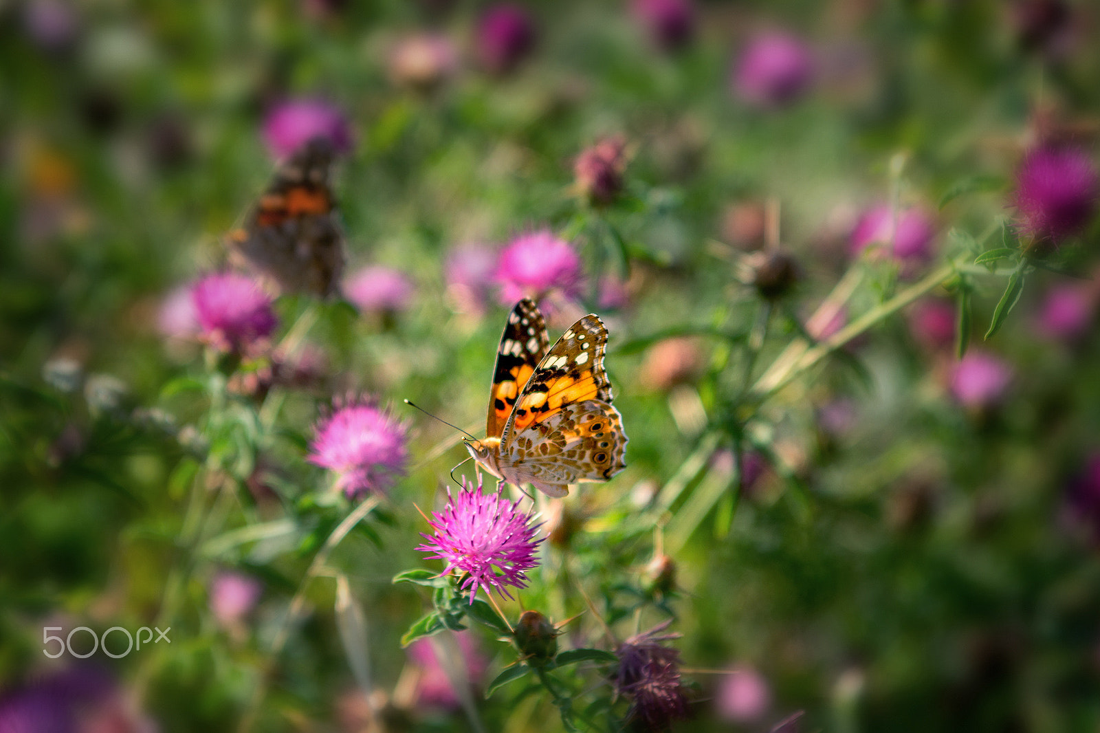 Nikon D7100 + Sigma 24-70mm F2.8 EX DG Macro sample photo. Butterfly 2 photography