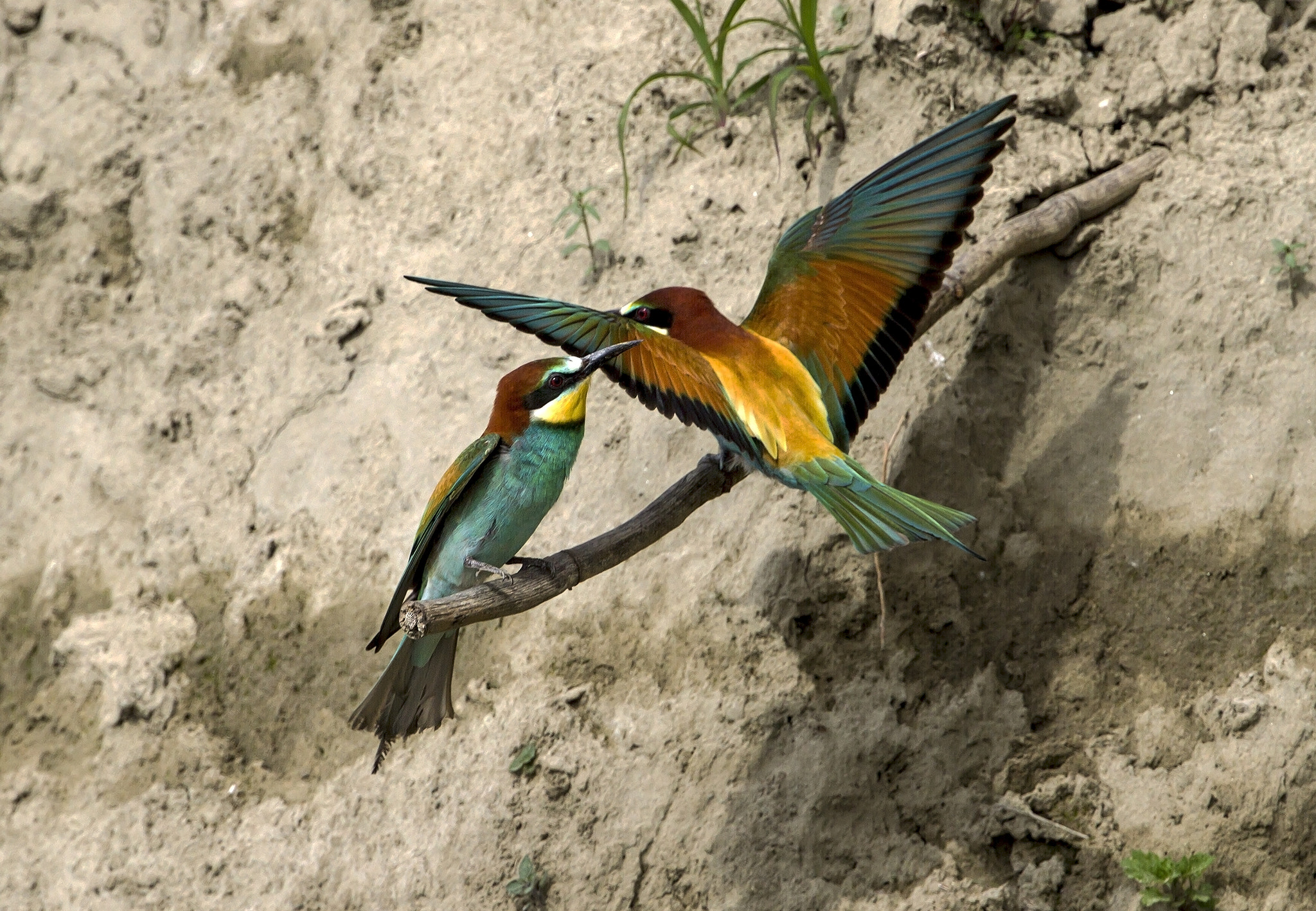 Canon EF 300mm F2.8L IS II USM sample photo. Gruccioni photography