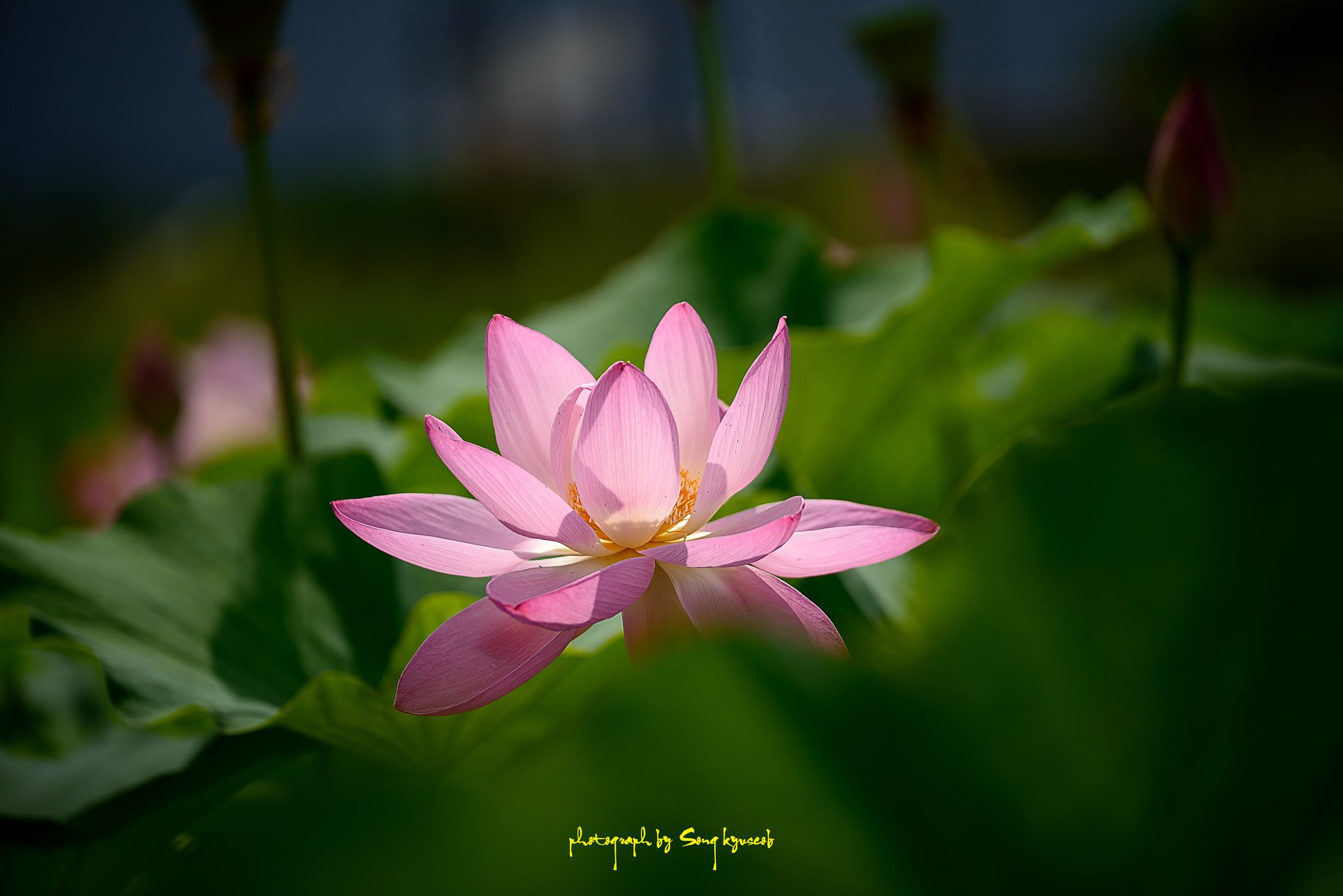 Tamron SP 70-200mm F2.8 Di VC USD sample photo. Red photography