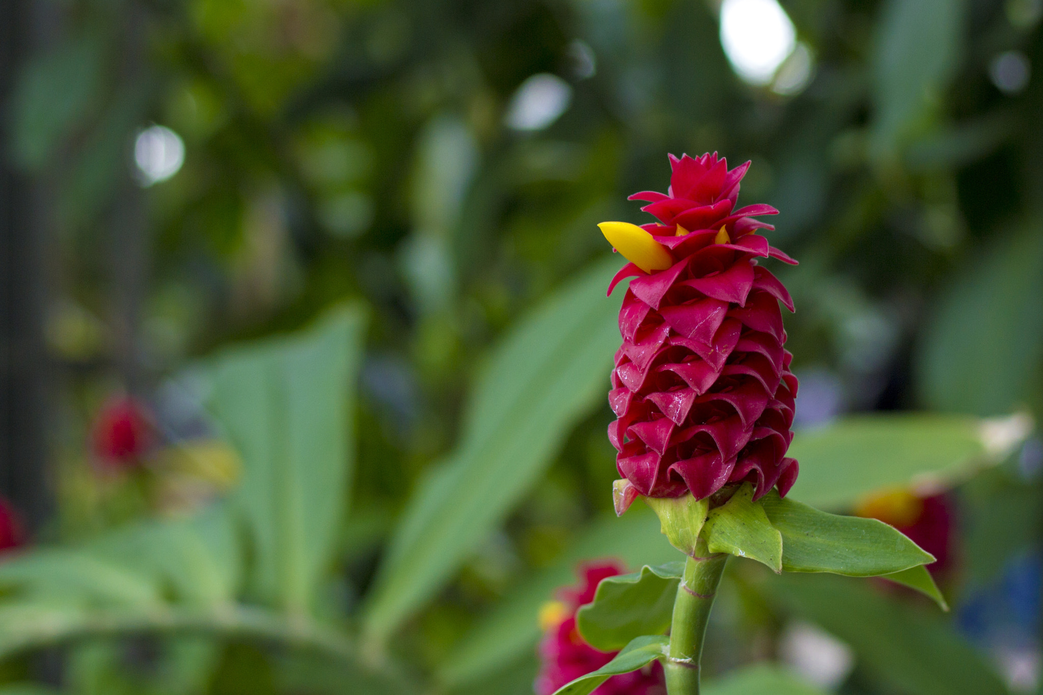 Canon EOS 600D (Rebel EOS T3i / EOS Kiss X5) sample photo. Redginger photography