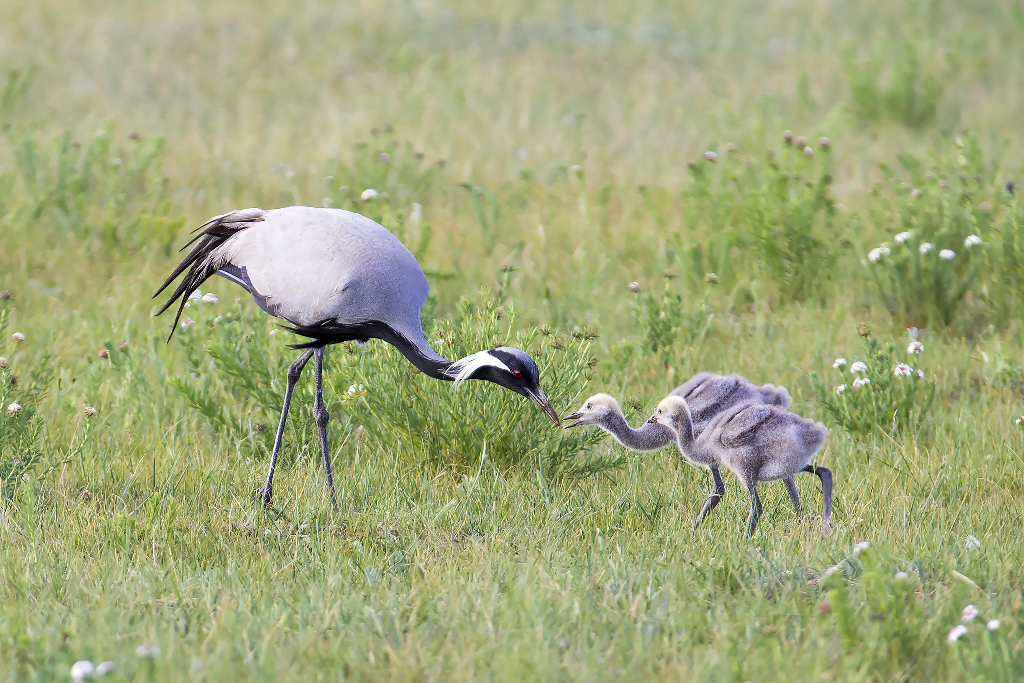 Canon EF 200-400mm F4L IS USM Extender 1.4x sample photo