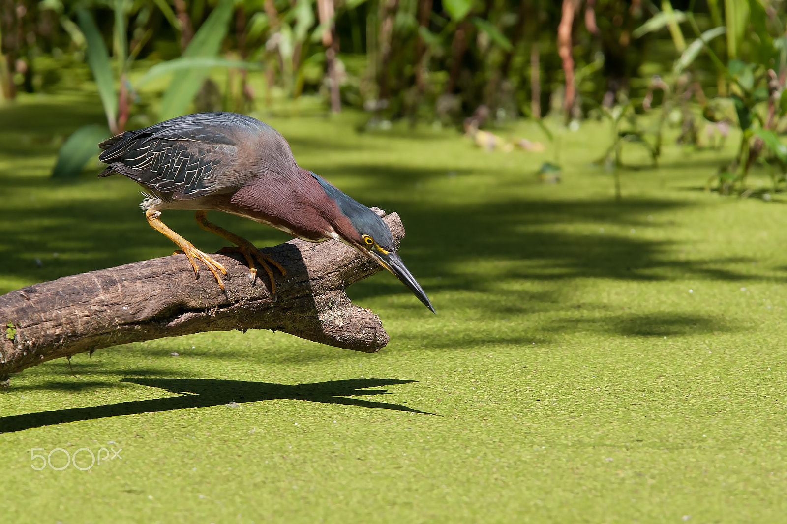 Canon EOS 40D + Canon EF 300mm F2.8L IS USM sample photo. Green heron photography