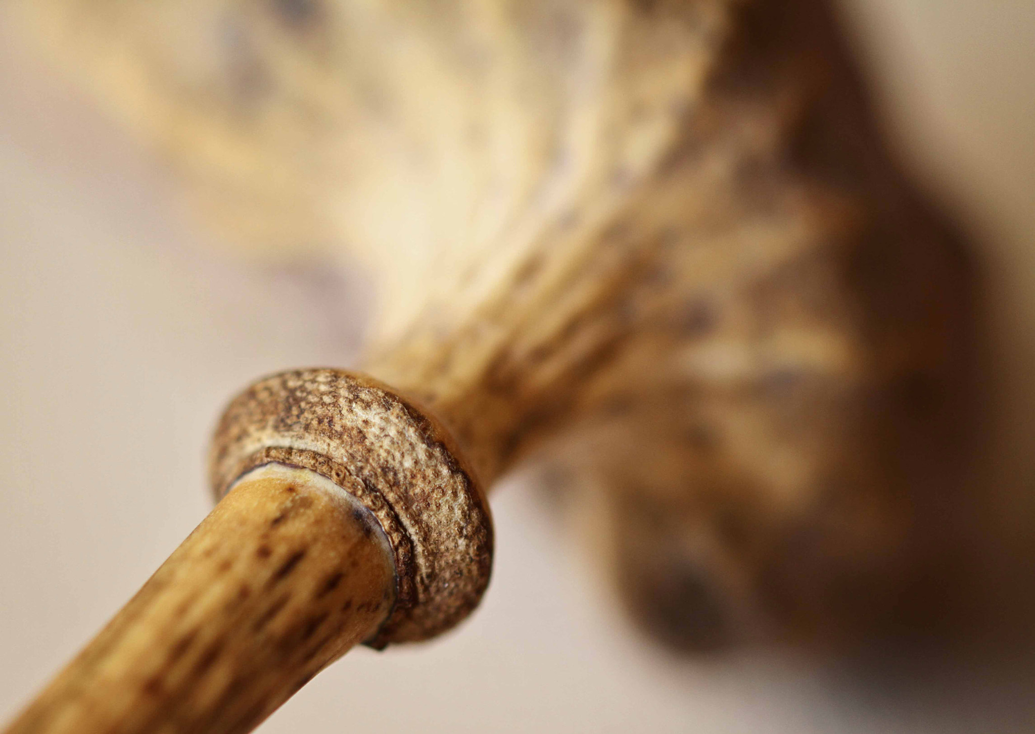 Canon EF 180mm F3.5L Macro USM sample photo. Macro photography