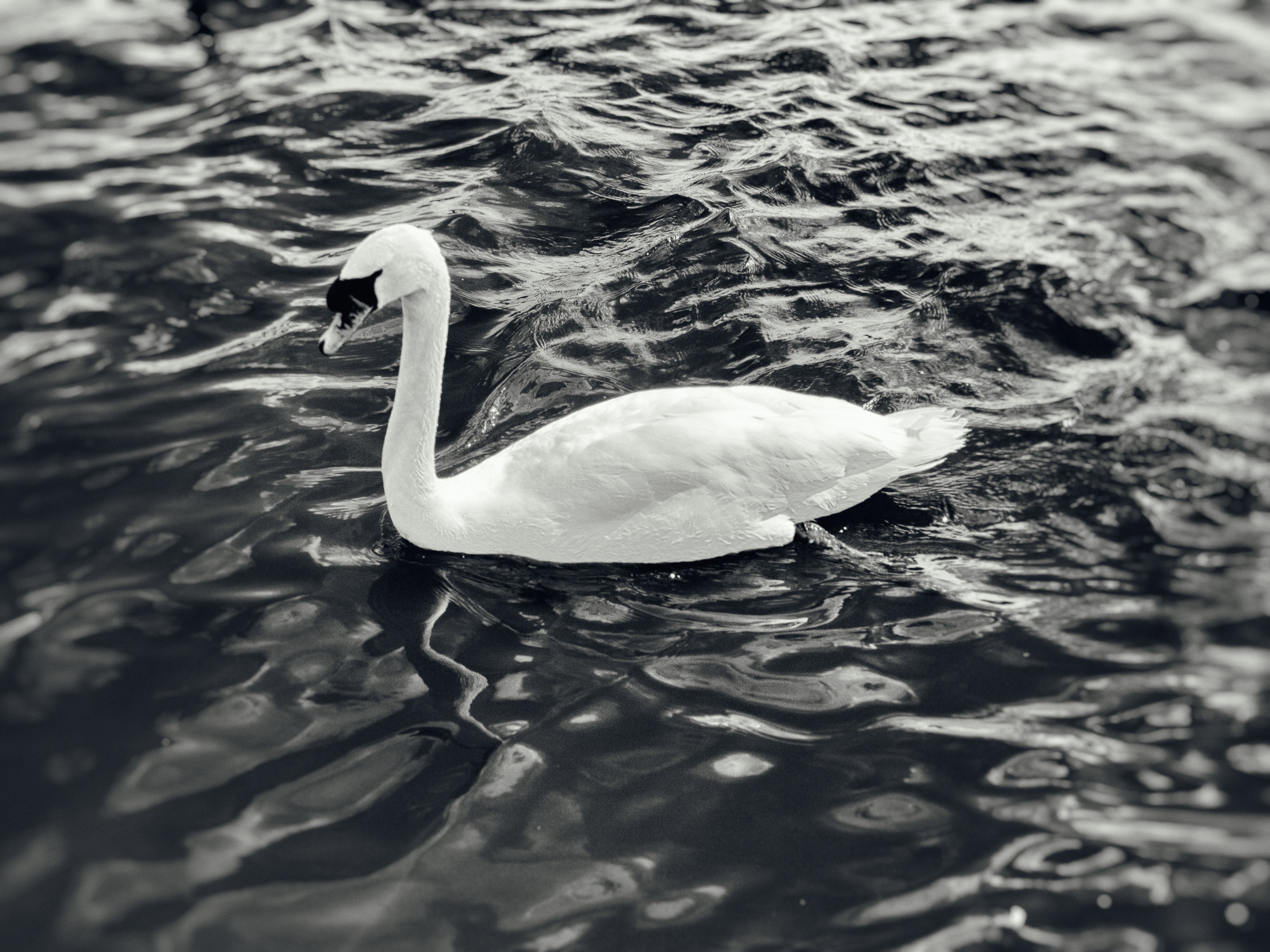 Canon EOS 60D + Canon EF 28mm F2.8 sample photo. The swan photography