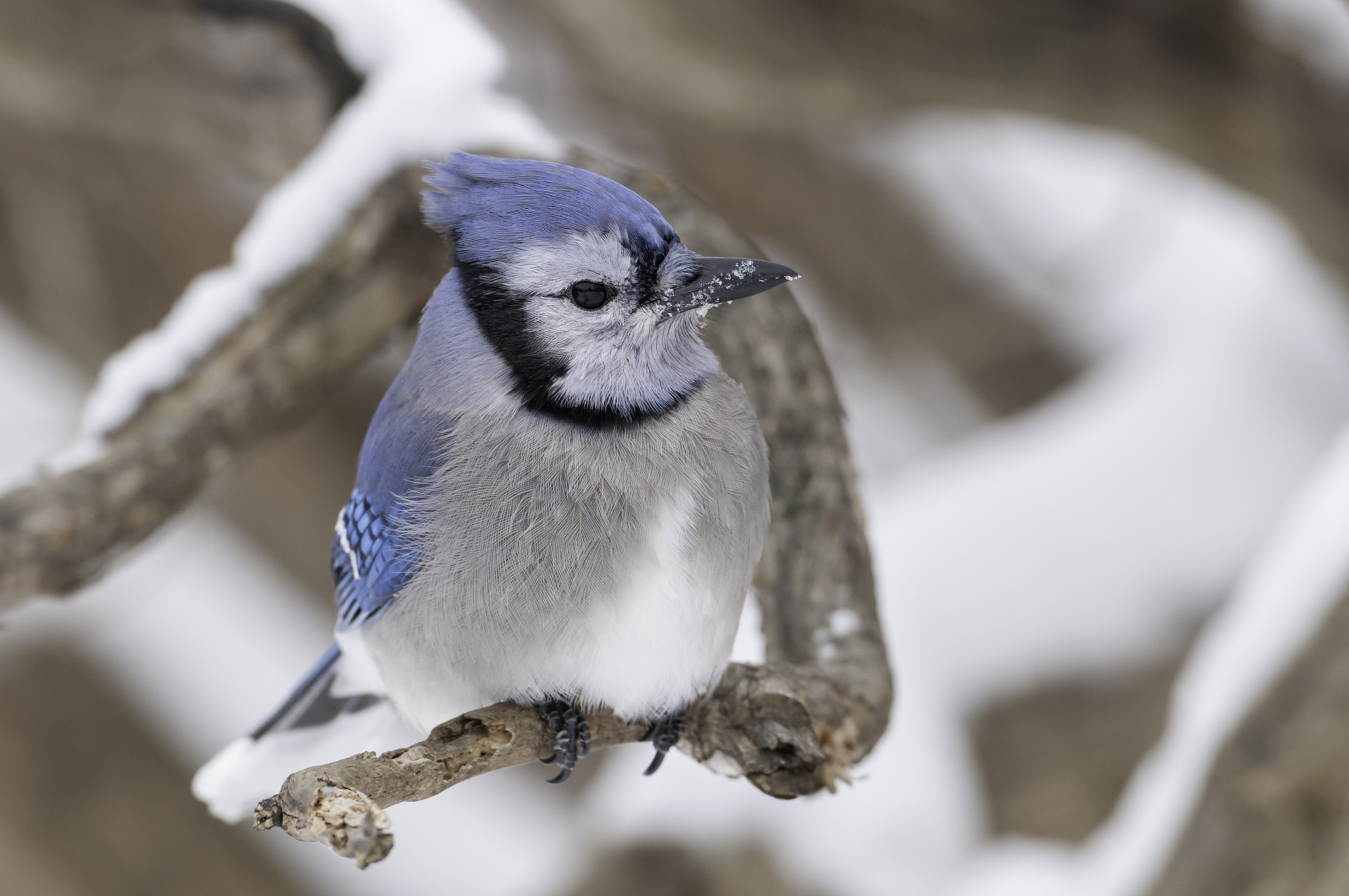 Nikon D300 + Nikon AF-S Nikkor 600mm F4G ED VR sample photo. A blue winter... photography