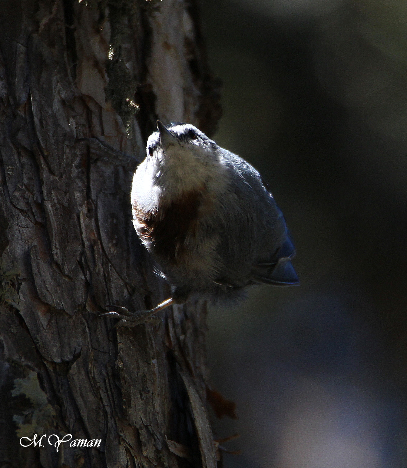 Tamron SP 150-600mm F5-6.3 Di VC USD sample photo. Why looking to me ? have problem ? photography