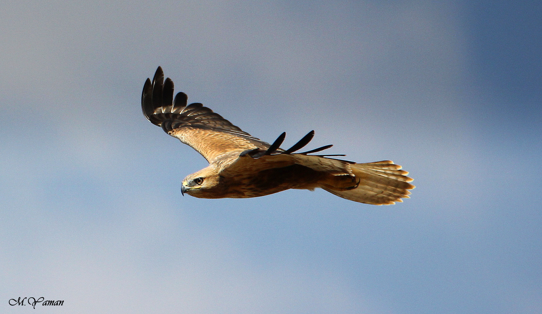 Tamron SP 150-600mm F5-6.3 Di VC USD sample photo. Kızıl şahin / long-legged buzzard photography