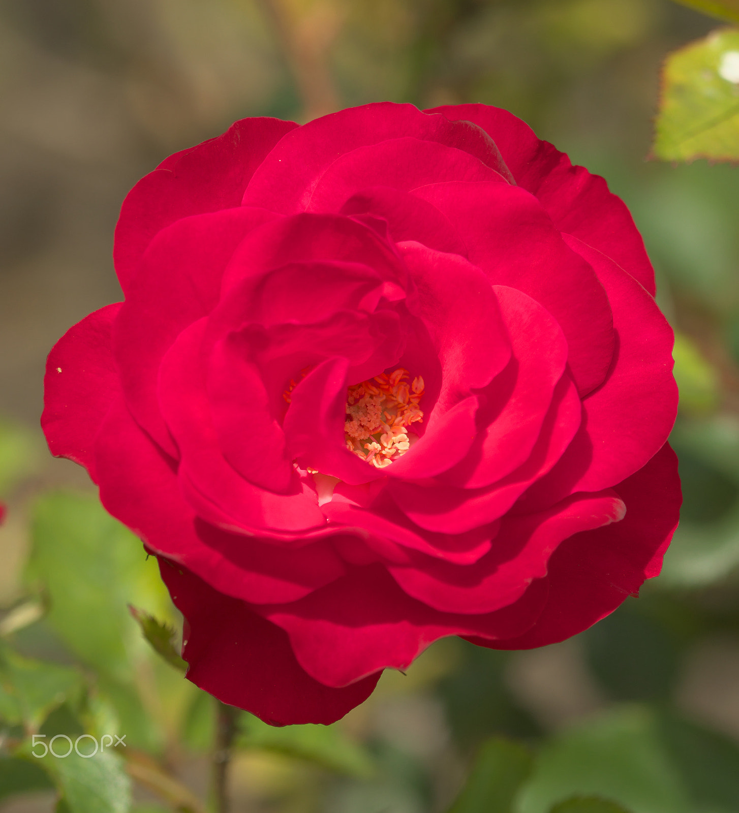 VR 105mm F/2.8 G sample photo. Carolina rose photography