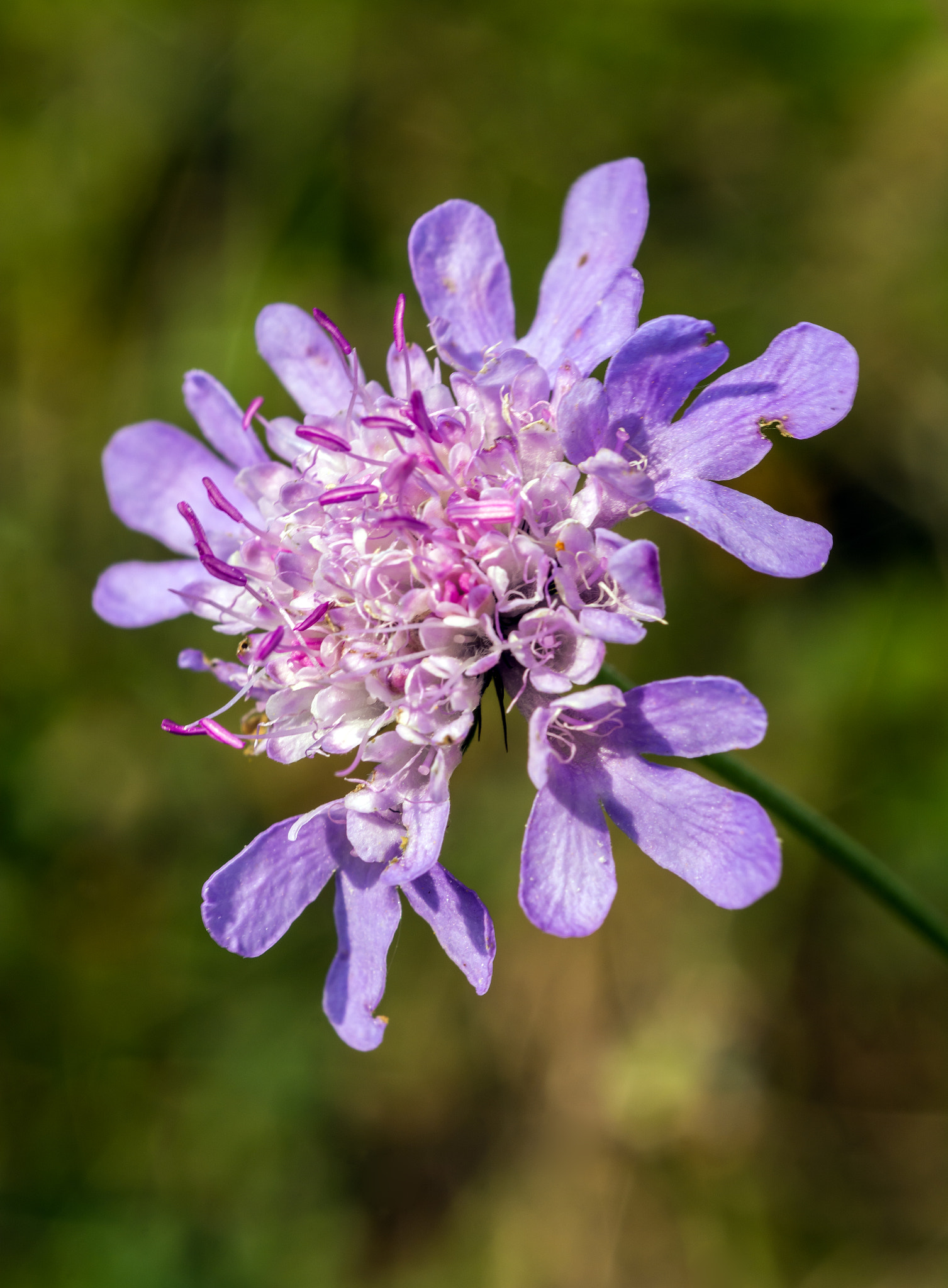 Nikon D7100 + AF Micro-Nikkor 60mm f/2.8 sample photo. Only a little scabious! photography