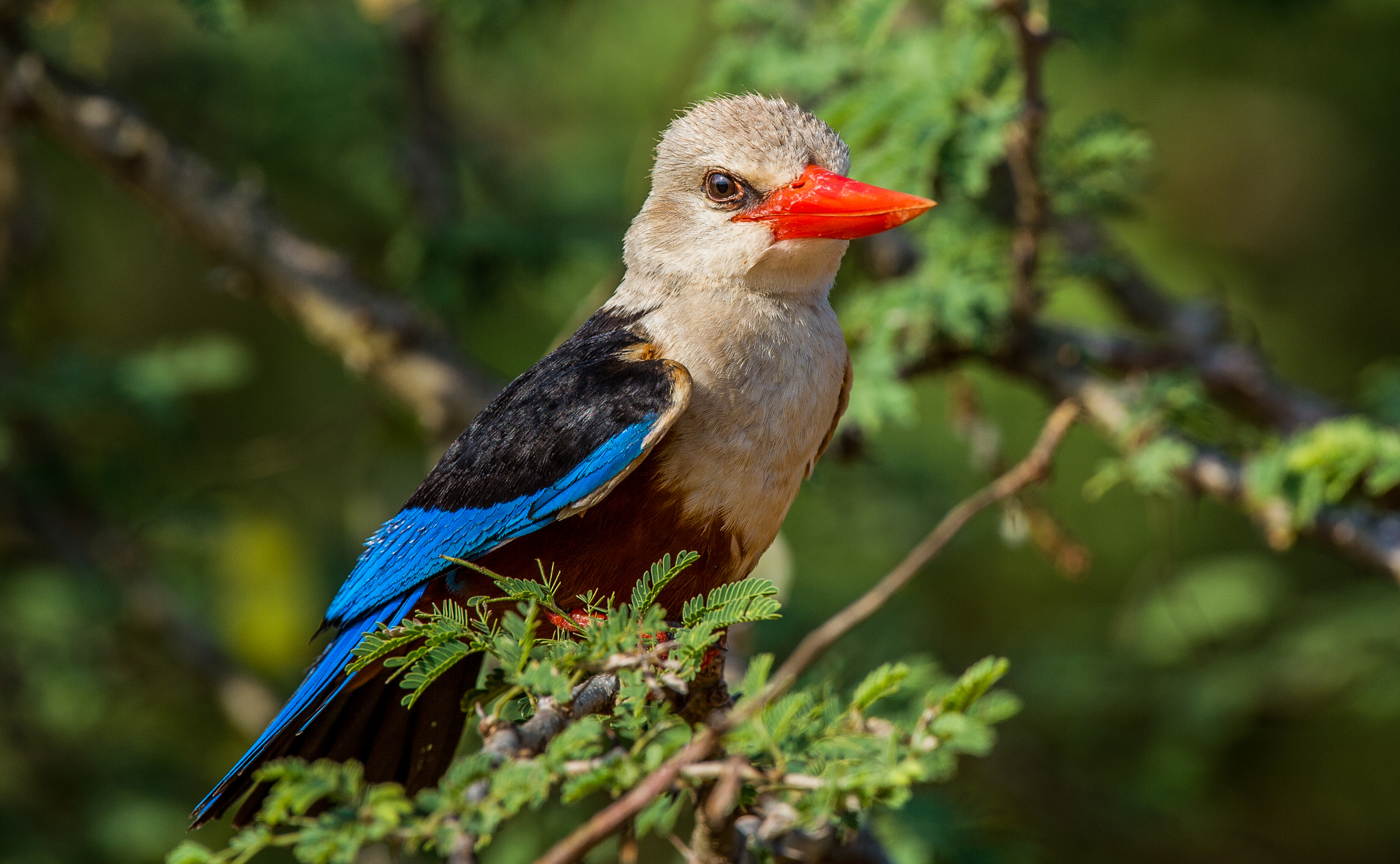 Nikon Df sample photo. Grey-headed kingfisher photography