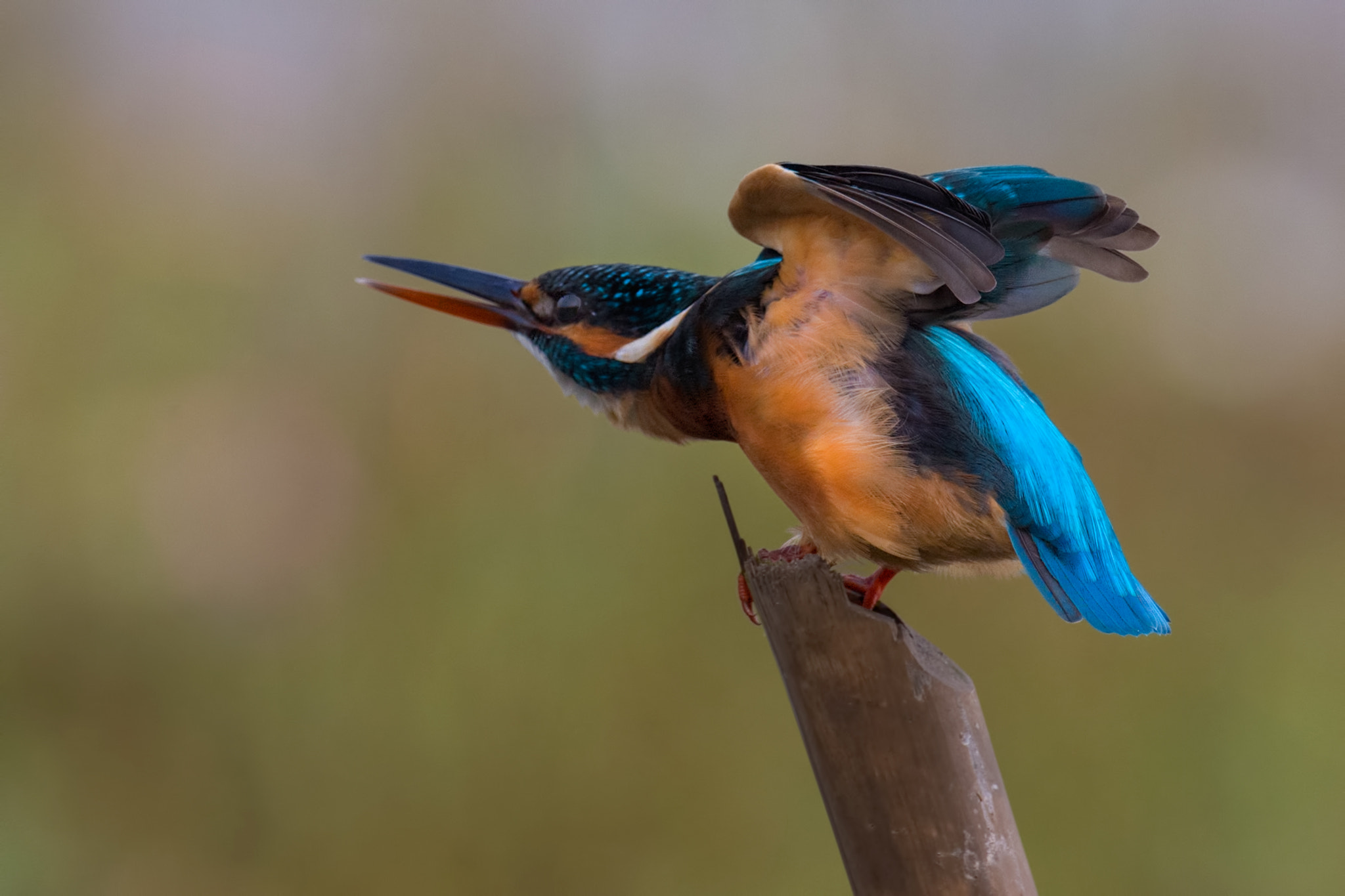 Nikon AF-S Nikkor 800mm F5.6E FL ED VR sample photo. Common kingfisher photography
