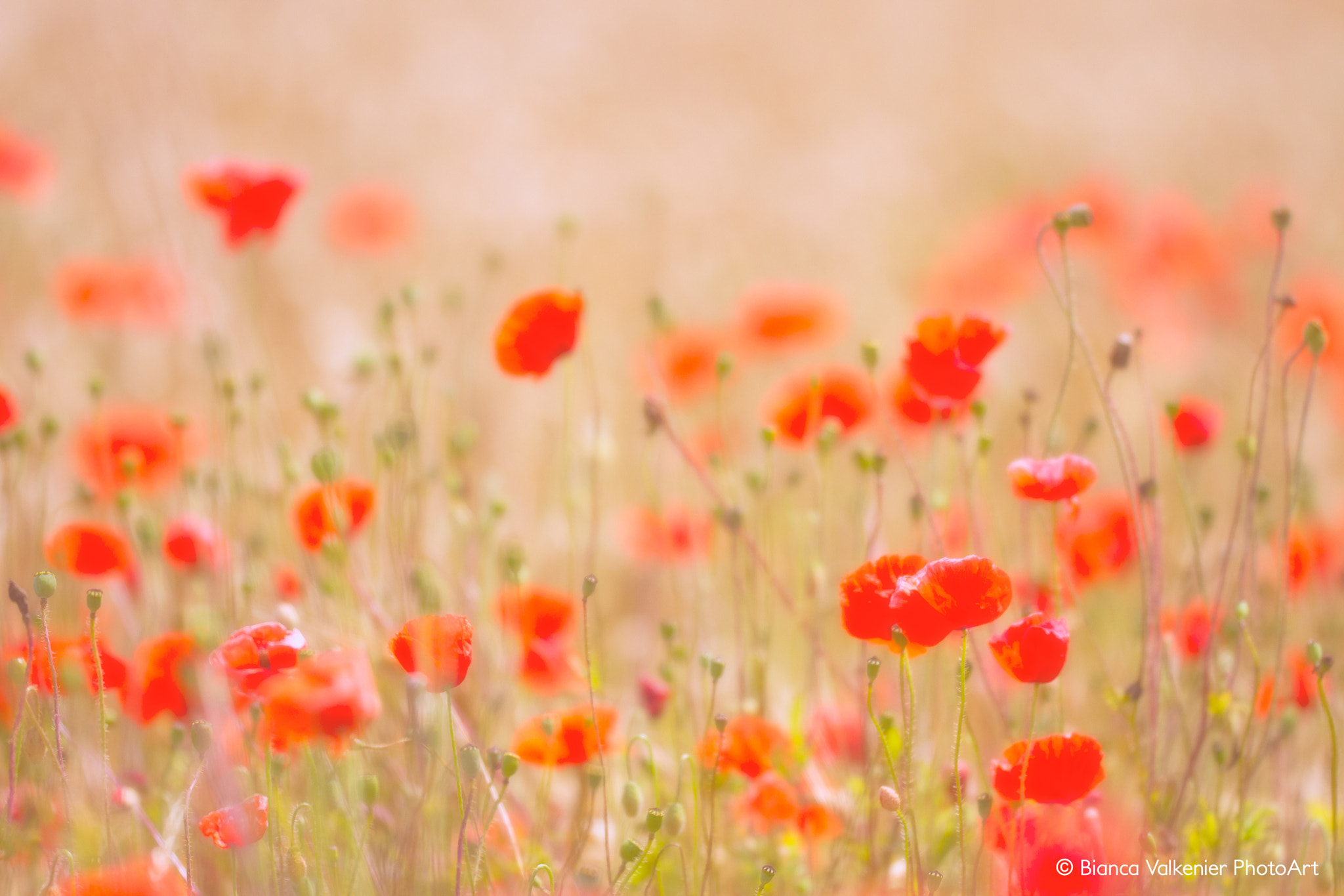 Sigma 150mm f/2.8 EX DG OS HSM APO Macro sample photo. Dreamfield photography