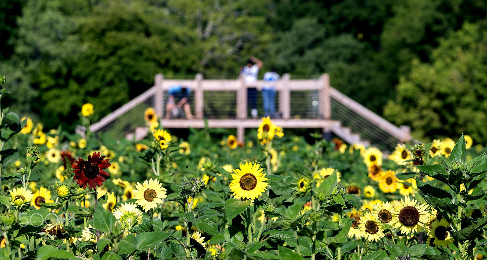 Sony a6300 + Sony FE 70-200mm F4 G OSS sample photo. Bridge over sunflowers photography