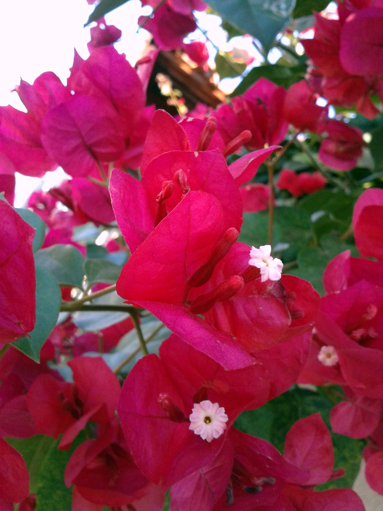 Samsung Galaxy Win sample photo. Primavera photography
