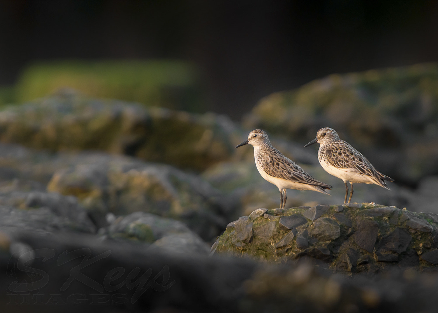 Nikon D7200 + Sigma 500mm F4.5 EX DG HSM sample photo. Watching sunrise (semipalmated sandpiper) photography