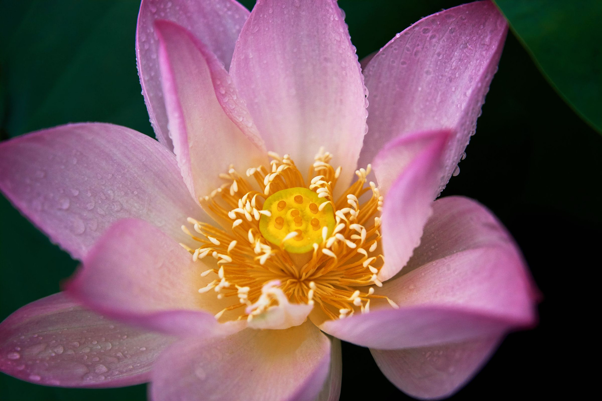 Sony SLT-A77 sample photo. Lotus photography