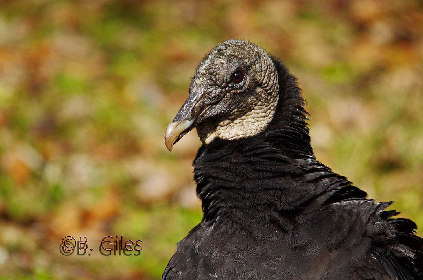 Pentax K-5 IIs sample photo. Black vulture portrait photography