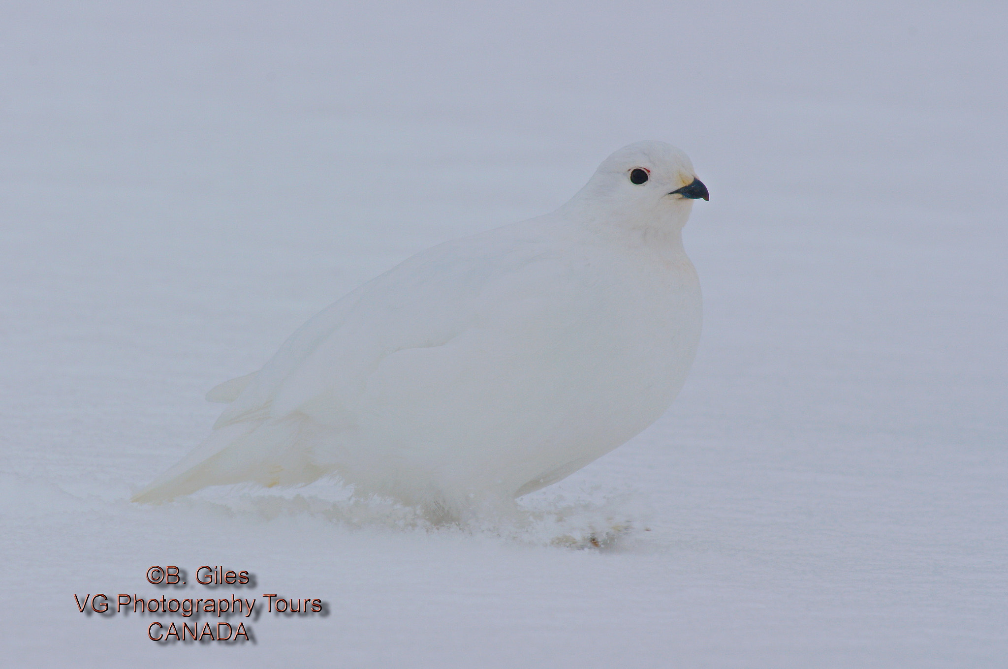 Pentax K-7 sample photo. High key ptarmigan photography