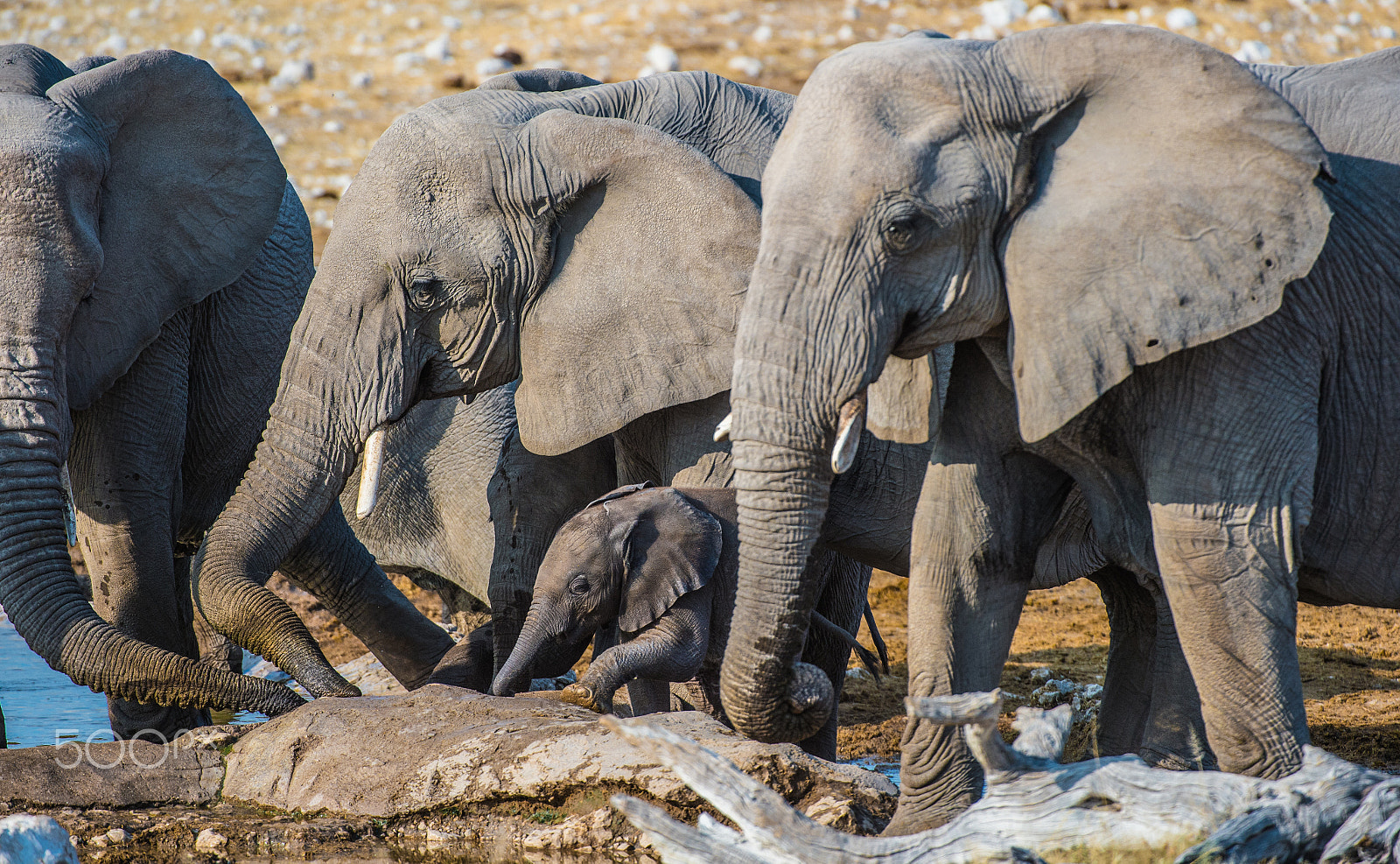 Nikon AF-S Nikkor 200-400mm F4G ED-IF VR sample photo. Elephants at olifantsbad photography