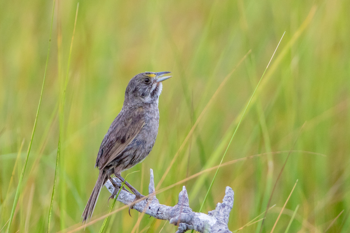 Canon EF 200-400mm F4L IS USM Extender 1.4x sample photo. Seaside sparrow photography
