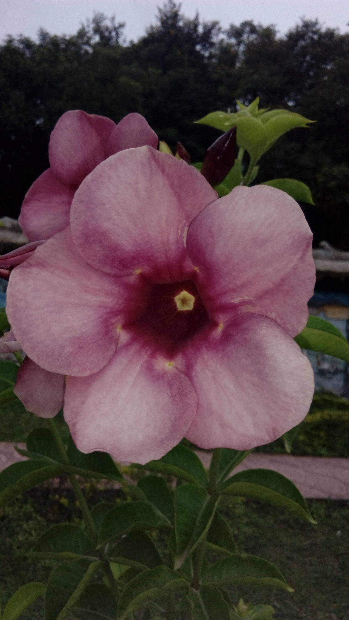 HTC D626Q sample photo. Hibiscus purple photography